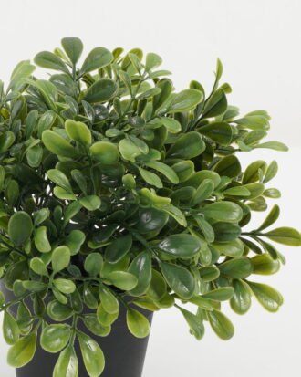 Artificial Plant 18*18*21cm Leaf in the pp pot GS-05522085 Potted Flowers&Plants YeahFlower is one of Chinese leading OEM manufacturers and exporters , supplying the silk flowers, wholesale artificial trees