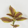 Artificial Plant 22*22*28cm Leaf single stem GS-48322001 Leaves&Sprays&Foliages YeahFlower is one of Chinese leading OEM manufacturers and exporters , supplying the silk flowers, wholesale artificial trees