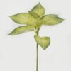 Artificial Plant 22*22*32cm Leaf single stem GS-48322005 Leaves&Sprays&Foliages YeahFlower is one of Chinese leading OEM manufacturers and exporters , supplying the silk flowers, wholesale artificial trees