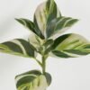Artificial Plant 22*22*33cm Leaf single stem GS-48322006-W1 Leaves&Sprays&Foliages YeahFlower is one of Chinese leading OEM manufacturers and exporters , supplying the silk flowers, wholesale artificial trees
