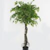 Artificial Tree Banyan 6 in PP pot GS-30422034_1 Artificial Tree 90*70*150cm Banyan *6 in PP pot GS-30422034 Tree&Plant YeahFlower is one of Chinese leading OEM manufacturers and exporters , supplying the silk flowers, wholesale artificial trees