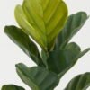 Artificial Tree 28*28*50cm Ficus lyrata tree in pp pot/10LVS GS-59522066 Tree&Plant YeahFlower is one of Chinese leading OEM manufacturers and exporters , supplying the silk flowers, wholesale artificial trees