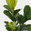 Artificial Tree Ficus lyrata tree in pp pot 30LVS GS-59522064_5 Artificial Tree 45*30*74cm Ficus lyrata tree in pp pot/30LVS GS-59522064 Tree&Plant YeahFlower is one of Chinese leading OEM manufacturers and exporters , supplying the silk flowers, wholesale artificial trees
