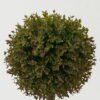 Artificial Tree 22*22*56cm Topiary in PP pot GS-38919047 Toplary YeahFlower is one of Chinese leading OEM manufacturers and exporters , supplying the silk flowers, wholesale artificial trees