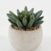 Artificial succulent in Cement pot GS-51722098 Artificial succulent 7*7*8cm Artificial succulent in Cement pot GS-51722098 Succulent YeahFlower is one of Chinese leading OEM manufacturers and exporters , supplying the silk flowers, wholesale artificial trees
