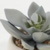 Artificial succulent in Cement pot GS-51722099_1 Artificial succulent 8*8*7cm Artificial succulent in Cement pot GS-51722099 Succulent YeahFlower is one of Chinese leading OEM manufacturers and exporters , supplying the silk flowers, wholesale artificial trees