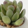 Artificial succulent in Cement pot GS-51722125_1 Artificial succulent 7*7*7cm Artificial succulent in Cement pot GS-51722125 Succulent YeahFlower is one of Chinese leading OEM manufacturers and exporters , supplying the silk flowers, wholesale artificial trees