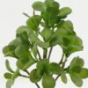 Artificial succulent in Cement pot GS-51722148_1 Artificial succulent 17*17*36cm Artificial succulent in Cement pot GS-51722148 Succulent YeahFlower is one of Chinese leading OEM manufacturers and exporters , supplying the silk flowers, wholesale artificial trees