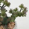 Artificial succulent 16*16*16cm Artificial succulent in Cement pot GS-51722159 Succulent YeahFlower is one of Chinese leading OEM manufacturers and exporters , supplying the silk flowers, wholesale artificial trees