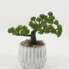 Artificial succulent in Cement pot GS-51722160 Artificial succulent 16*16*17cm Artificial succulent in Cement pot GS-51722160 Succulent YeahFlower is one of Chinese leading OEM manufacturers and exporters , supplying the silk flowers, wholesale artificial trees