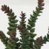 Artificial succulent in Cement pot GS-51722163_1 Artificial succulent 12*12*15cm Artificial succulent in Cement pot GS-51722163 Succulent YeahFlower is one of Chinese leading OEM manufacturers and exporters , supplying the silk flowers, wholesale artificial trees