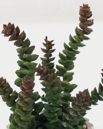 Artificial succulent 12*12*15cm Artificial succulent in Cement pot GS-51722163 Succulent YeahFlower is one of Chinese leading OEM manufacturers and exporters , supplying the silk flowers, wholesale artificial trees Artificial succulent 12*12*15cm Artificial succulent in Cement pot GS-51722163 Succulent YeahFlower is one of Chinese leading OEM manufacturers and exporters , supplying the silk flowers, wholesale artificial trees