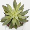 Artificial succulent 16*16*17cm Artificial succulent in Cement pot GS-51722182 Succulent YeahFlower is one of Chinese leading OEM manufacturers and exporters , supplying the silk flowers, wholesale artificial trees