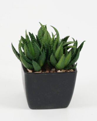 Artificial succulent 8*8*9cm Artificial succulent in PP pot GS-51722137 Succulent YeahFlower is one of Chinese leading OEM manufacturers and exporters , supplying the silk flowers, wholesale artificial trees