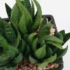 Artificial succulent in PP pot GS-51722137_4 Artificial succulent 8*8*9cm Artificial succulent in PP pot GS-51722137 Succulent YeahFlower is one of Chinese leading OEM manufacturers and exporters , supplying the silk flowers, wholesale artificial trees