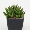 Artificial succulent in PP pot GS-51722138 Artificial succulent 7*7*9cm Artificial succulent in PP pot GS-51722138 Succulent YeahFlower is one of Chinese leading OEM manufacturers and exporters , supplying the silk flowers, wholesale artificial trees
