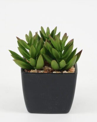 Artificial succulent 7*7*9cm Artificial succulent in PP pot GS-51722138 Succulent YeahFlower is one of Chinese leading OEM manufacturers and exporters , supplying the silk flowers, wholesale artificial trees