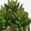 Artificial succulent in PP pot GS-51722138_1 Artificial succulent 7*7*9cm Artificial succulent in PP pot GS-51722138 Succulent YeahFlower is one of Chinese leading OEM manufacturers and exporters , supplying the silk flowers, wholesale artificial trees