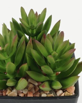 Artificial succulent 7*7*9cm Artificial succulent in PP pot GS-51722138 Succulent YeahFlower is one of Chinese leading OEM manufacturers and exporters , supplying the silk flowers, wholesale artificial trees