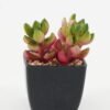 Artificial succulent 7*7*9cm Artificial succulent in PP pot GS-51722139 Succulent YeahFlower is one of Chinese leading OEM manufacturers and exporters , supplying the silk flowers, wholesale artificial trees