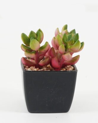 Artificial succulent 7*7*9cm Artificial succulent in PP pot GS-51722139 Succulent YeahFlower is one of Chinese leading OEM manufacturers and exporters , supplying the silk flowers, wholesale artificial trees