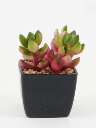 Artificial succulent 7*7*9cm Artificial succulent in PP pot GS-51722138 Succulent 3,000+ sqm showroom with thousands of artificial flowers, plants & trees ready for global sourcing.