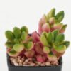 Artificial succulent 7*7*9cm Artificial succulent in PP pot GS-51722139 Succulent YeahFlower is one of Chinese leading OEM manufacturers and exporters , supplying the silk flowers, wholesale artificial trees