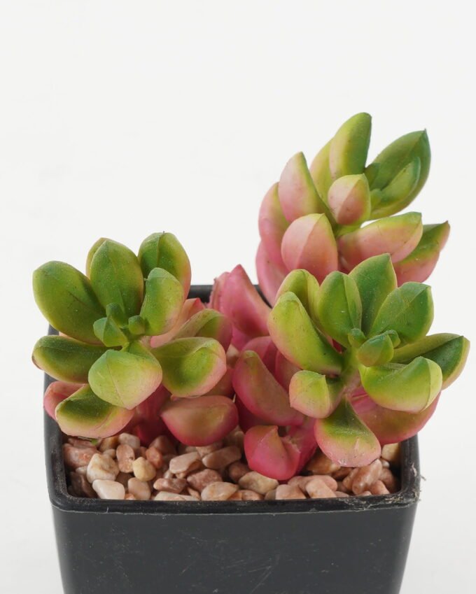 Artificial succulent 7*7*9cm Artificial succulent in PP pot GS-51722139 Succulent YeahFlower is one of Chinese leading OEM manufacturers and exporters , supplying the silk flowers, wholesale artificial trees