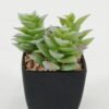 Artificial succulent 8*8*9cm Artificial succulent in PP pot GS-51722140 Succulent YeahFlower is one of Chinese leading OEM manufacturers and exporters , supplying the silk flowers, wholesale artificial trees