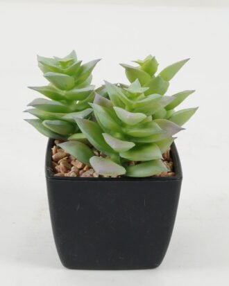Artificial succulent 8*8*9cm Artificial succulent in PP pot GS-51722140 Succulent YeahFlower is one of Chinese leading OEM manufacturers and exporters , supplying the silk flowers, wholesale artificial trees
