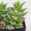 Artificial succulent 8*8*9cm Artificial succulent in PP pot GS-51722140 Succulent YeahFlower is one of Chinese leading OEM manufacturers and exporters , supplying the silk flowers, wholesale artificial trees
