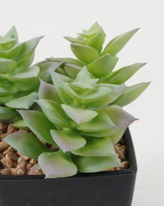 Artificial succulent 8*8*9cm Artificial succulent in PP pot GS-51722140 Succulent YeahFlower is one of Chinese leading OEM manufacturers and exporters , supplying the silk flowers, wholesale artificial trees