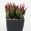 Artificial succulent in PP pot GS-51722141 Artificial succulent 9*9*10cm Artificial succulent in PP pot GS-51722141 Succulent YeahFlower is one of Chinese leading OEM manufacturers and exporters , supplying the silk flowers, wholesale artificial trees