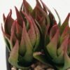 Artificial succulent in PP pot GS-51722141_1 Artificial succulent 9*9*10cm Artificial succulent in PP pot GS-51722141 Succulent YeahFlower is one of Chinese leading OEM manufacturers and exporters , supplying the silk flowers, wholesale artificial trees