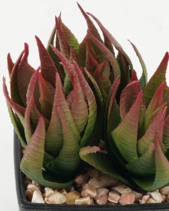 Artificial succulent 9*9*10cm Artificial succulent in PP pot GS-51722141 Succulent YeahFlower is one of Chinese leading OEM manufacturers and exporters , supplying the silk flowers, wholesale artificial trees