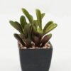 Artificial succulent in PP pot GS-51722143 Artificial succulent 10*10*12cm Artificial succulent in PP pot GS-51722143 Succulent YeahFlower is one of Chinese leading OEM manufacturers and exporters , supplying the silk flowers, wholesale artificial trees