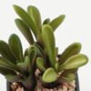 Artificial succulent in PP pot GS-51722143_1 Artificial succulent 10*10*12cm Artificial succulent in PP pot GS-51722143 Succulent YeahFlower is one of Chinese leading OEM manufacturers and exporters , supplying the silk flowers, wholesale artificial trees