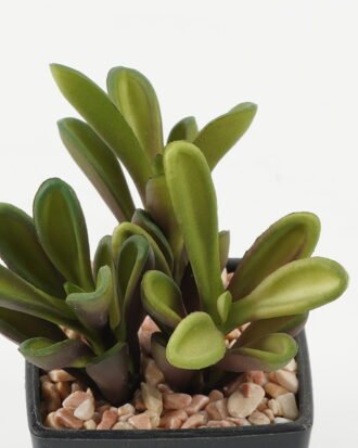 Artificial succulent 10*10*12cm Artificial succulent in PP pot GS-51722143 Succulent YeahFlower is one of Chinese leading OEM manufacturers and exporters , supplying the silk flowers, wholesale artificial trees