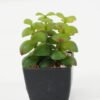 Artificial succulent 8*8*11cm Artificial succulent in PP pot GS-51722144 Succulent YeahFlower is one of Chinese leading OEM manufacturers and exporters , supplying the silk flowers, wholesale artificial trees