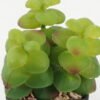 Artificial succulent 8*8*11cm Artificial succulent in PP pot GS-51722144 Succulent YeahFlower is one of Chinese leading OEM manufacturers and exporters , supplying the silk flowers, wholesale artificial trees