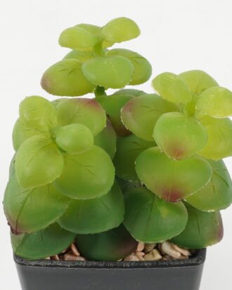 Artificial succulent 8*8*11cm Artificial succulent in PP pot GS-51722144 Succulent YeahFlower is one of Chinese leading OEM manufacturers and exporters , supplying the silk flowers, wholesale artificial trees