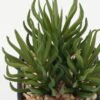 Artificial succulent in PP pot GS-51722145_1 Artificial succulent 9*9*11cm Artificial succulent in PP pot GS-51722145 Succulent YeahFlower is one of Chinese leading OEM manufacturers and exporters , supplying the silk flowers, wholesale artificial trees