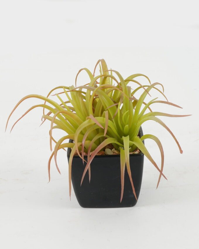 Artificial succulent 15*15*10cm Artificial succulent in PP pot GS-51722146 Succulent YeahFlower is one of Chinese leading OEM manufacturers and exporters , supplying the silk flowers, wholesale artificial trees