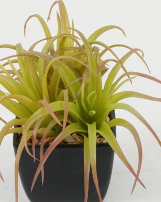 Artificial succulent 15*15*10cm Artificial succulent in PP pot GS-51722146 Succulent YeahFlower is one of Chinese leading OEM manufacturers and exporters , supplying the silk flowers, wholesale artificial trees