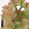Artificial succulent 9*9*11cm Artificial succulent in PP pot GS-51722147 Succulent YeahFlower is one of Chinese leading OEM manufacturers and exporters , supplying the silk flowers, wholesale artificial trees