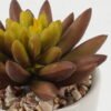 Artificial succulent 8*8*10cm Artificial succulent in ceramic pot GS-51722101 Succulent YeahFlower is one of Chinese leading OEM manufacturers and exporters , supplying the silk flowers, wholesale artificial trees
