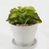 Artificial succulent in ceramic pot GS-51722104 Artificial succulent 12*12*13cm Artificial succulent in ceramic pot GS-51722104 Succulent YeahFlower is one of Chinese leading OEM manufacturers and exporters , supplying the silk flowers, wholesale artificial trees