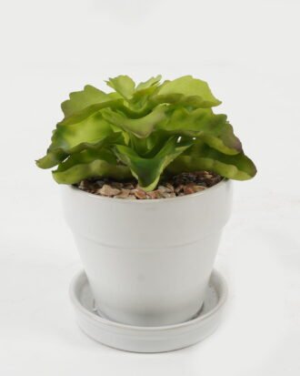 Artificial succulent 12*12*13cm Artificial succulent in ceramic pot GS-51722104 Succulent YeahFlower is one of Chinese leading OEM manufacturers and exporters , supplying the silk flowers, wholesale artificial trees