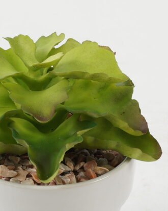 Artificial succulent 12*12*13cm Artificial succulent in ceramic pot GS-51722104 Succulent YeahFlower is one of Chinese leading OEM manufacturers and exporters , supplying the silk flowers, wholesale artificial trees