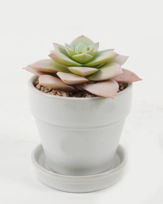 Artificial succulent 11*11*12cm Artificial succulent in ceramic pot GS-51722106 Succulent YeahFlower is one of Chinese leading OEM manufacturers and exporters , supplying the silk flowers, wholesale artificial trees